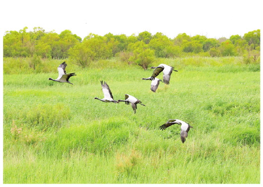 近年來,山東強化系統(tǒng)治理,打造沿黃生態(tài)廊道,生態(tài)環(huán)境質量顯著改善。圖為在東營黃河入海口濕地,蓑羽鶴凌空飛舞。□CFP供圖 近年來,山東強化系統(tǒng)治理,打造沿黃生態(tài)廊道,生態(tài)環(huán)境質量顯著改善。圖為在東營黃河入??跐竦?,蓑羽鶴凌空飛舞。□CFP供圖