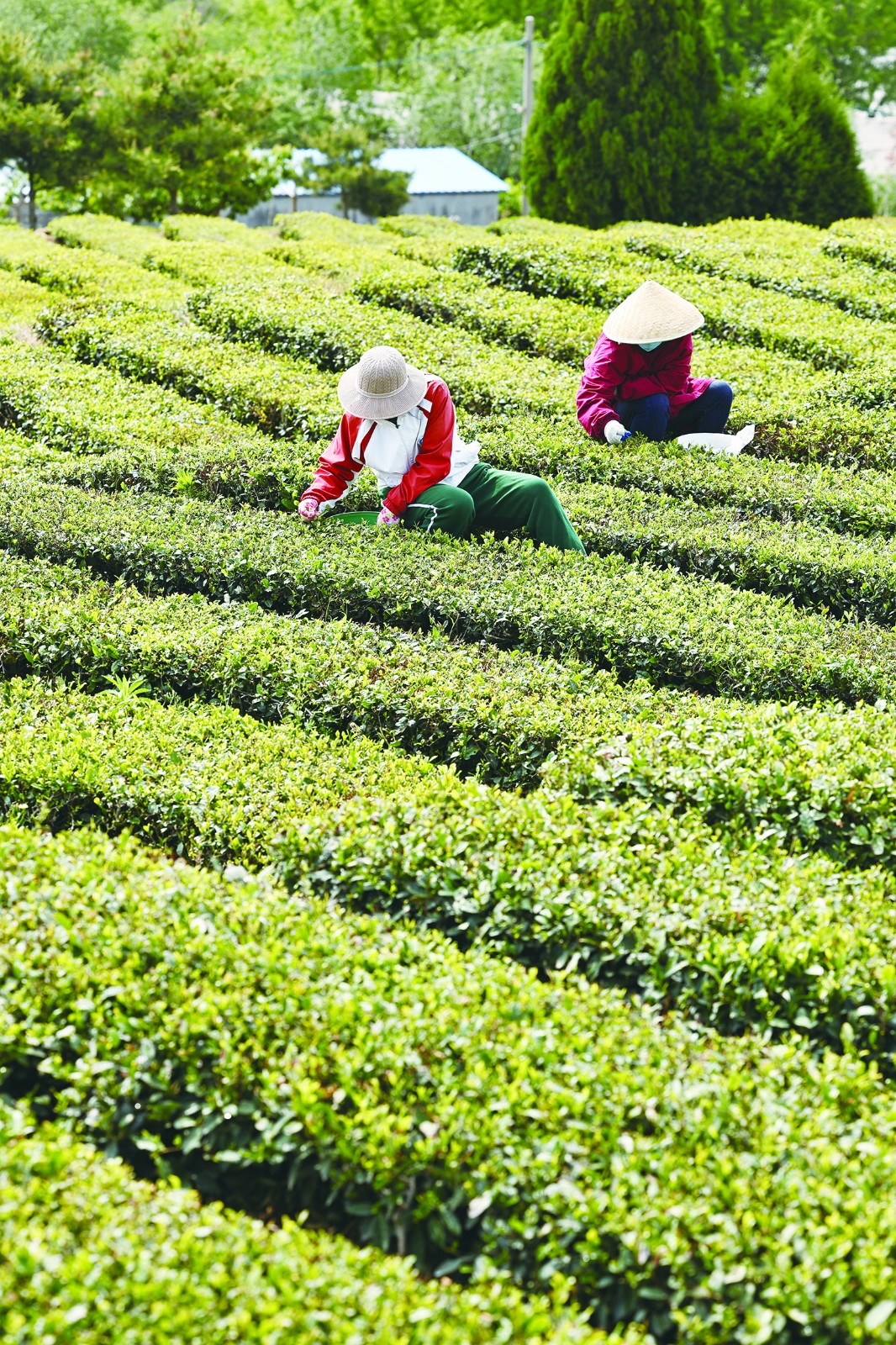 RB20250509B4，后村綠茶.jpg
