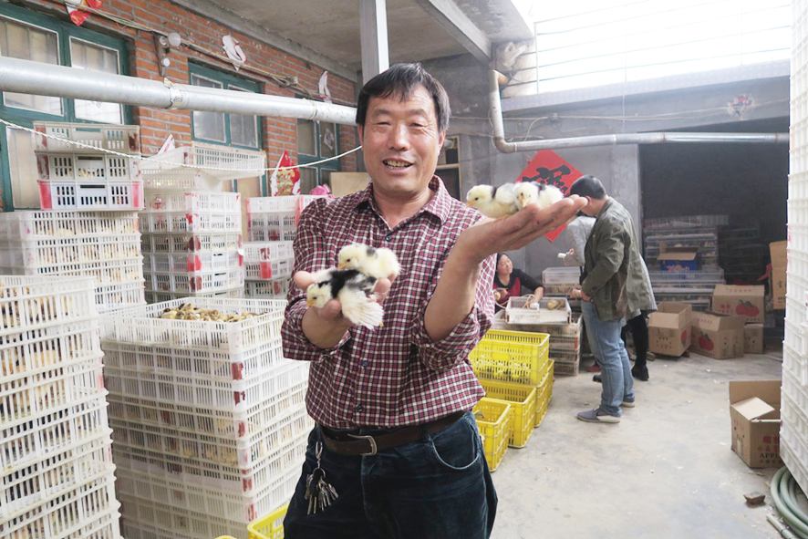 “笨雞王”攜鄉(xiāng)親同奔致富路