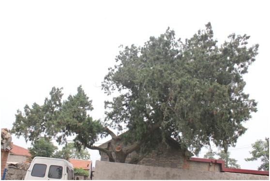 日照一級(jí)古樹(shù)名木：500年圓柏似獵鷹飛翔