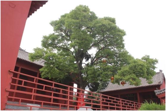 日照二級(jí)古樹(shù)名木：400年厚殼院中矗立
