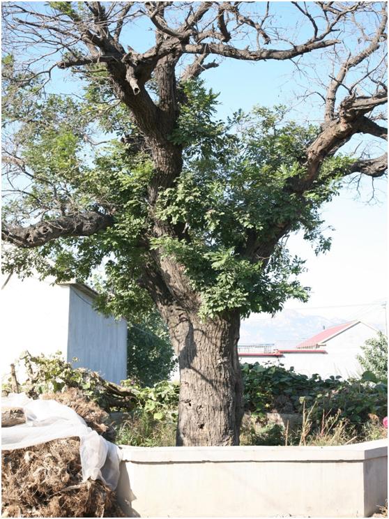 日照二級(jí)古樹(shù)名木：高大國(guó)槐枯木逢春
