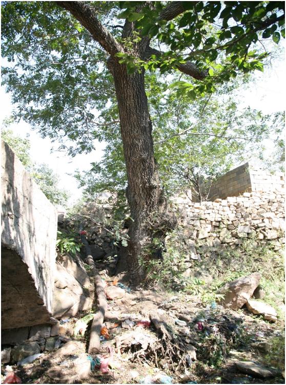 日照二級(jí)古樹(shù)名木：300年楓楊高大挺拔