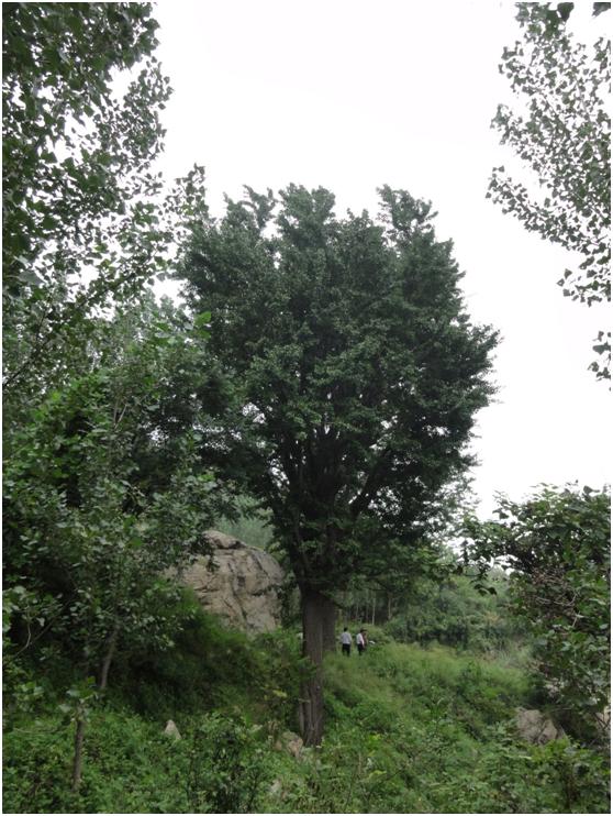 日照三級(jí)古樹(shù)名木：高大挺拔銀杏樹(shù)遍布嵐山