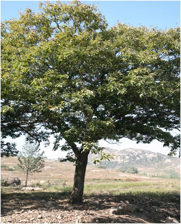 日照三級(jí)古樹(shù)名木：雌雄同株百年板栗