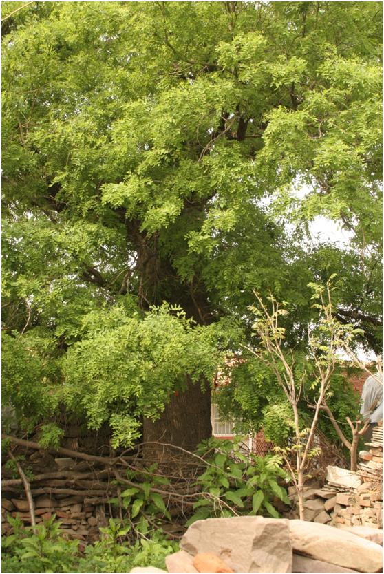 日照一級古樹名木：郁郁蔥蔥的國槐樹