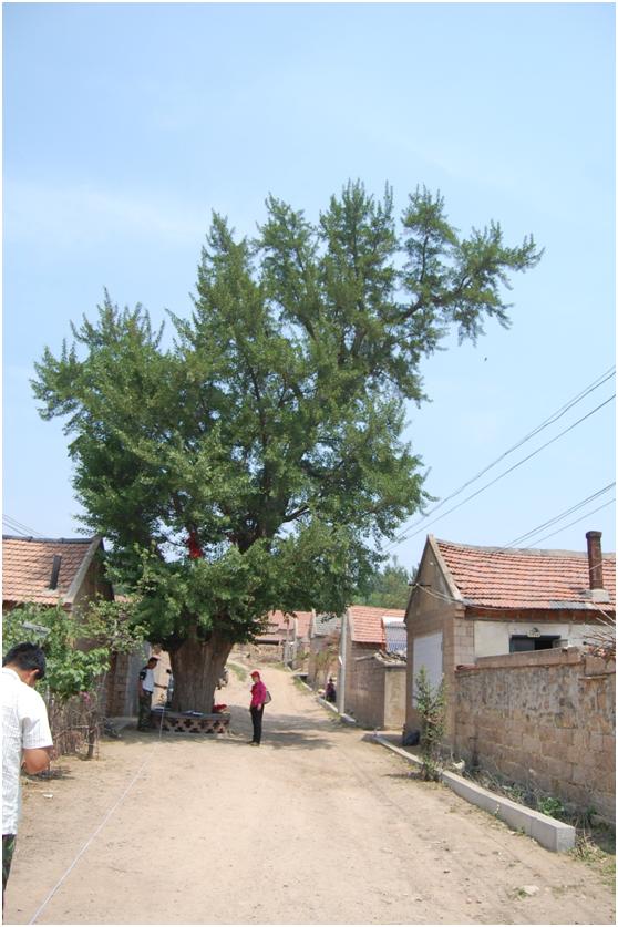 日照二級古樹名木：高大挺拔銀杏樹遍布五蓮