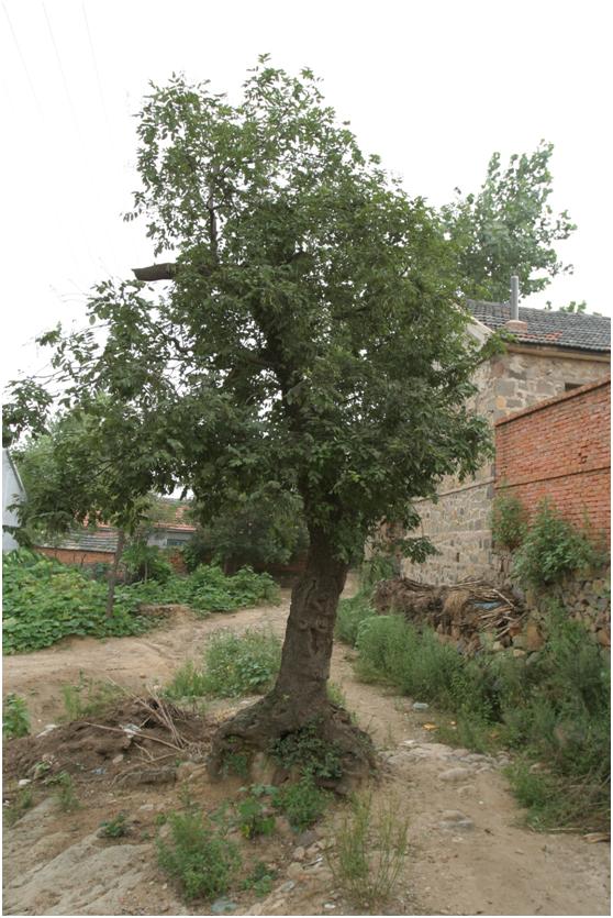 日照二級古樹名木：五蓮國槐似老樹逢春