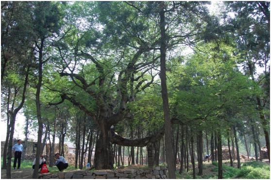 日照二級古樹名木：神樹小葉樸樹根似羅鍋