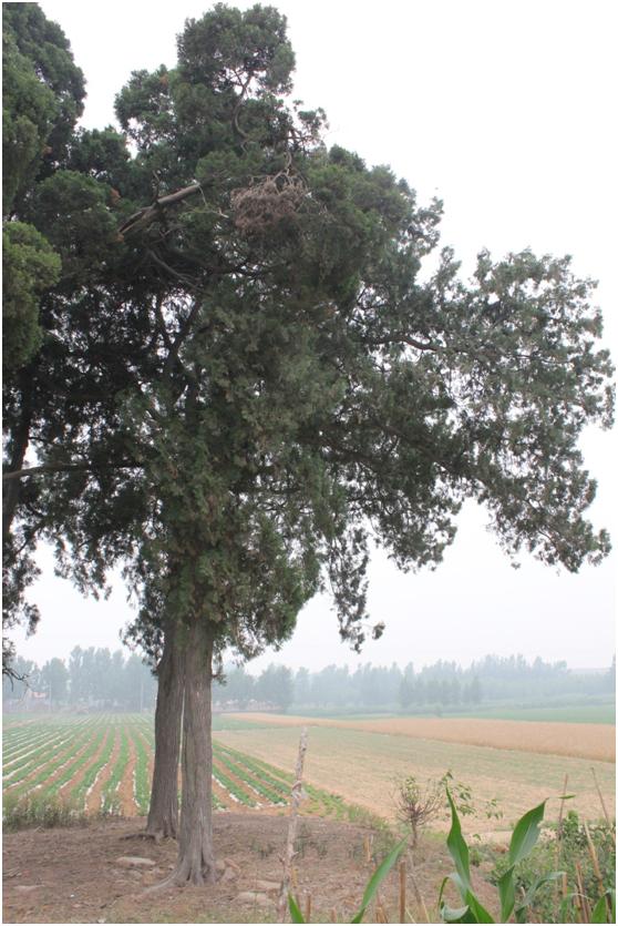 日照二級古樹名木：360年側(cè)柏蒼翠挺拔