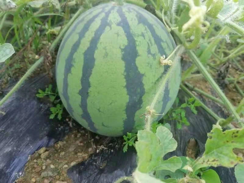 西瓜.jpg